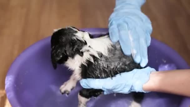 Vrouw Zorgt Voor Het Baden Van Haar Hond Met Shampoo — Stockvideo