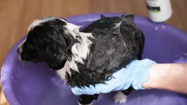 Cãozinho Toma Banho Cão Assustado Toma Banho Homem Banha Cão — Vídeo de Stock