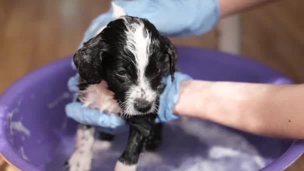 Veterinário Banha Cachorro Com Xampu Pequeno Banho Crianças Clínica Preparando — Vídeo de Stock