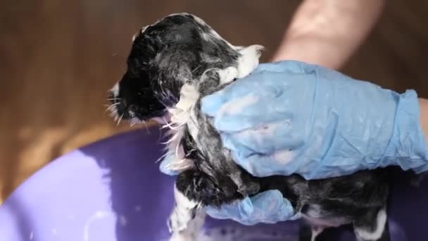 Dierenarts Baadt Een Pup Met Shampoo Een Klein Kinderbad Kliniek — Stockvideo