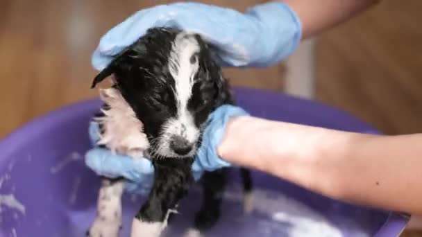 Veterinário Luvas Azuis Lava Pequeno Cão Com Xampu Banho Água — Vídeo de Stock
