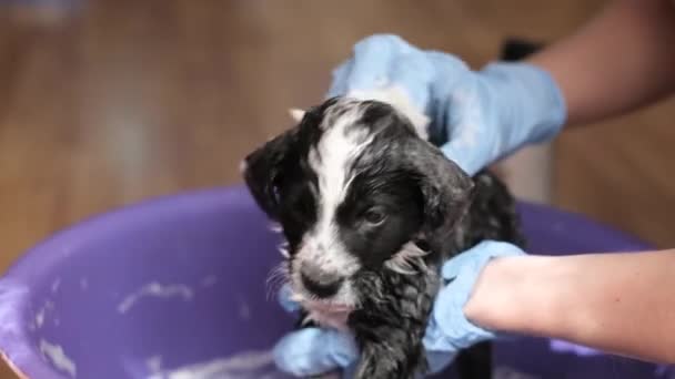 现代兽医诊所身穿蓝色手套的兽医给一只小狗洗澡 这是为狗清洗跳蚤和虱子的程序 动物洗发水 — 图库视频影像
