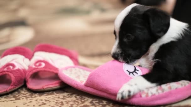 Little Puppy Playing Slippers Dog Playing Bedroom Slow Motion — Stock Video