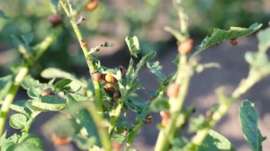 Colorado patates böceğinin kırmızı larvaları patates yaprağı yer. Patates haşere sebze yer.. 