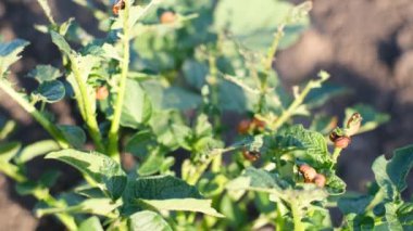 Patates böceği larvası bahçede patates yaprakları yiyor. Büyük patates haşeresi. Yeşil doğa arkaplanı