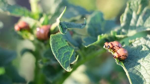 小さなカラードビートル幼虫は夏の庭のジャガイモの葉 害虫のイラストを破壊します ジャガイモの害虫 — ストック動画