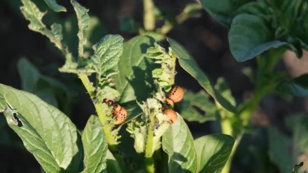Los Escarabajos Colorado Destruyen Una Plantación Patatas Vista Superior Plagas — Vídeo de stock