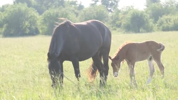 Velmi Krásná Zamračená Obloha Krásná Kaštanová Klisna Hříbětem Koně Pasoucí — Stock video