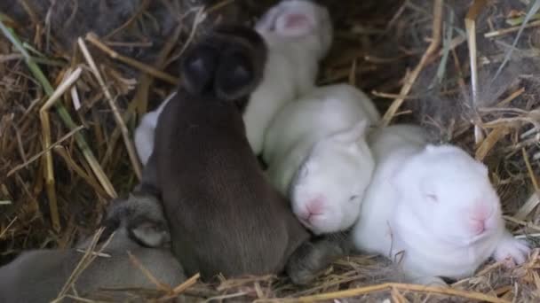 태어난 토끼들 농장에 있습니다 둥지에 난장님 — 비디오
