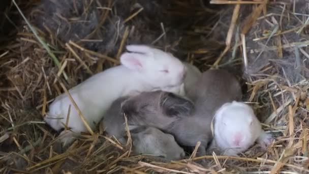 Nyfödda Blinda Kaniner Ett Hopkurade Kyckling Vita Och Grå Kaniner — Stockvideo