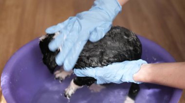 Kadın küçük bir bebek banyosunda köpeğini şampuanla yıkıyor. Yavru köpek banyo yapıyor. Ev hayvanı duşu ve banyo konsepti..
