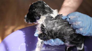 Veteriner, köpeği tedaviye hazırlamak için klinikteki küçük bir çocuk banyosunda şampuanla köpeğini yıkıyor. Banyo köpeği. Yaklaş.