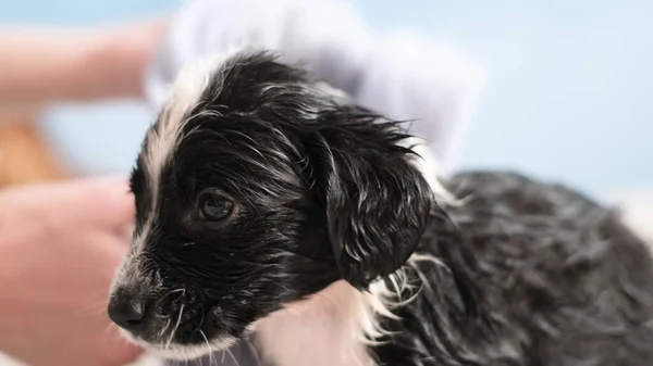 Frightened little dog takes a bath. Grooming salon. Cleaning animals from fleas and ticks. Pets