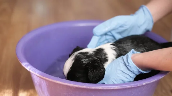 Female vet bathes a small dog, black and white coloring. Washing dogs with flea and tick shampoo