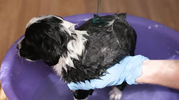 Little dog takes a bath. Frightened dog gets a bath. Man bathes a dog. A man cleans his dog from fleas and ticks