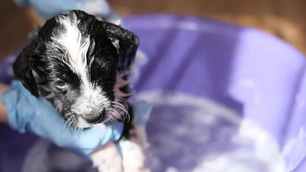 Veterinarian bathes a puppy with shampoo in a small childrens bath in the clinic, preparing the dog for treatment. Bathing dog close up