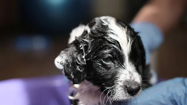 Frightened little dog takes a bath. Grooming salon. Cleaning animals from fleas and ticks. Pets