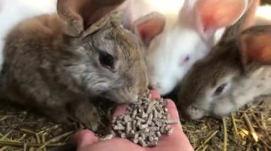 Bir grup aç tavşan birlikte yemek yiyor. Çiftlikteki tavşanlar