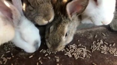 Bir grup aç tavşan birlikte yemek yiyor. Çiftlikteki tavşanlar