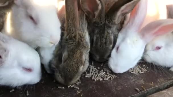 Group Hungry Rabbits Eating Together Hares Farm — Stock Video