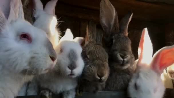 Een Groep Hongerige Konijnen Die Samen Eten Hazen Boerderij — Stockvideo