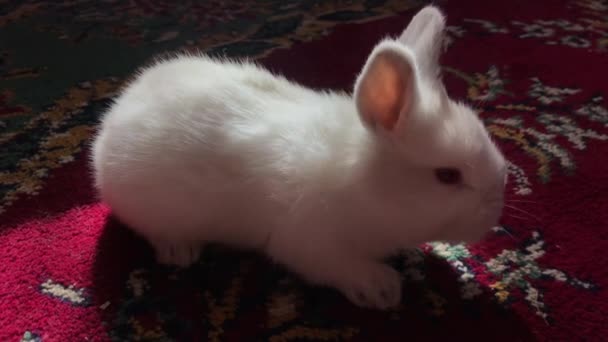 Güzel Küçük Beyaz Tavşan Paskalya Konsepti Paskalya Tatili — Stok video