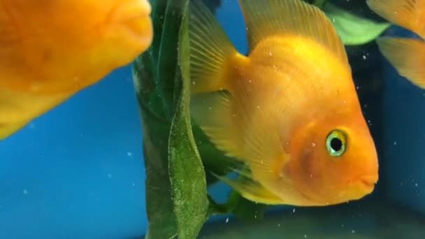 Pesce Rosso Bellissimo Pesce Giallo Acquario Pesce Desiderio Desiderare — Video Stock