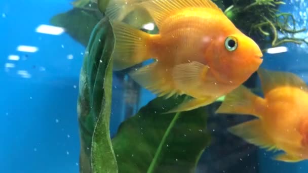 Złota Rybka Piękna Żółta Rybka Akwarium Ryba Dla Pragnienia Życzenia — Wideo stockowe