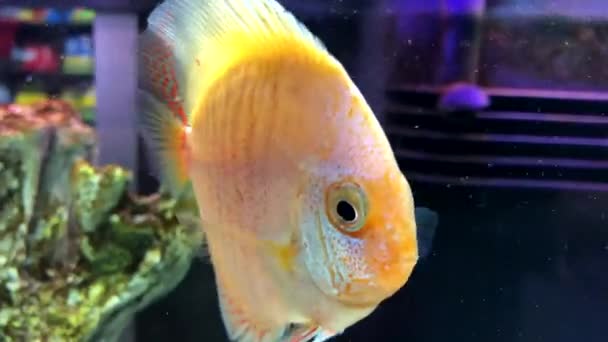 Goldfisch Ein Schöner Gelber Fisch Ein Aquarium Ein Fisch Für — Stockvideo