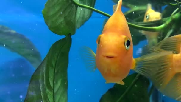 Goldfisch Ein Schöner Gelber Fisch Ein Aquarium Ein Fisch Für — Stockvideo