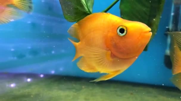 一条漂亮的黄色鱼 一个水族馆 一条渴望得到愿望的鱼 — 图库视频影像