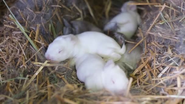 Pasgeboren Konijnen Het Nest Bij Moeder Een Groep Pasgeboren Witte — Stockvideo