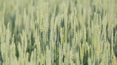 Genç yeşil buğday başakları. Spikeletler ve tarım olgunlaşıyor. Yeşil buğday tarlası, kapat.