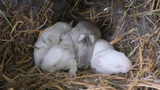 一群新生的白兔在一窝毛皮中移动和跳跃 兔子农场 — 图库视频影像