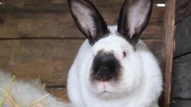 Newborn Rabbits Nest Mother Group Newborn White Rabbits Moves Jumps — Stock Video