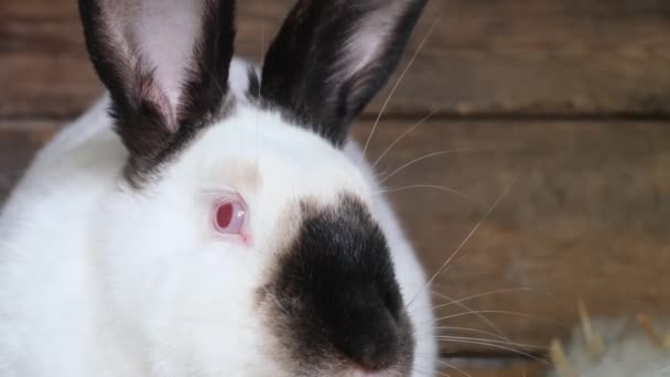 Vacker Stor Vit Kanin Med Röda Ögon Närbild Kaninfarmen Video — Stockvideo