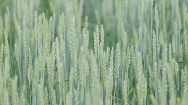 Zelené Pšeničné Pole Zavřít Uši Zelené Pšenice Dozrávají Ekologicky Čisté — Stock video