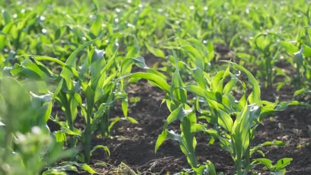 Young Corn Plantation Field Green Young Corn Concept Agriculture Growing — Stock Video