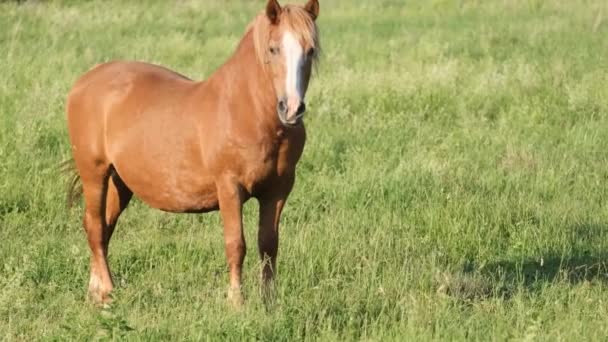 Belo Cavalo Castanho Pastoreia Campo Verde Garanhão Cavalo Prado Lindas — Vídeo de Stock