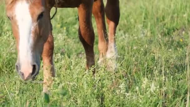 靠近一匹在绿地上吃草的马 马驹在草地上 4K视频 — 图库视频影像