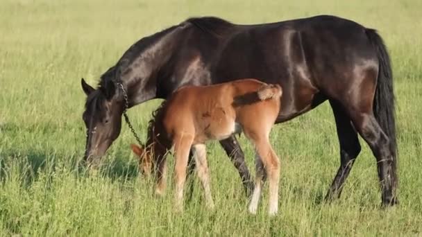 Mamma Och Son Hästar Grön Gräsmatta Familj Hästar Hingstar Föl — Stockvideo
