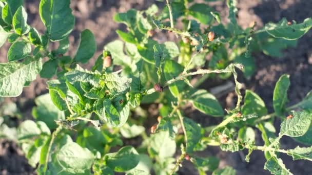 Grupp Coloradoskalbaggar Äter Potatisblad Skalbaggsparasiter Förstör Potatisgrödor Fältet Potatisindustri Jordbruk — Stockvideo