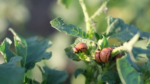 畑のジャガイモ作物を破壊するコロラドのジャガイモの甲虫寄生虫の閉鎖 ジャガイモ産業 4Kビデオ — ストック動画