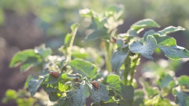 科罗拉多马铃薯甲虫吃青马铃薯叶 害虫甲虫破坏马铃薯作物 农业害虫的概念 — 图库视频影像