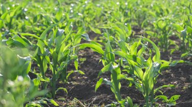 Tarladaki genç mısır tarlası. Yeşil taze mısır. Tarım kavramı. Bereketli topraklarda yem yetiştiriyorlar. Mısır Çiftliği