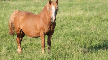 Güzel kestane atı yeşil bir arazide otluyor. Çayırdaki at aygırı. Güzel çayır doğal manzaralar.