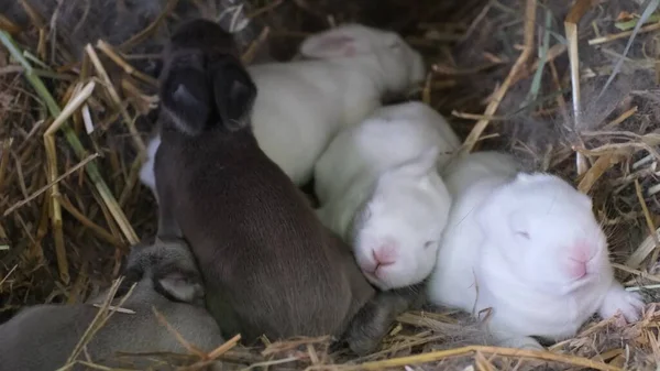 Gruppe Neugeborener Blinder Kaninchen Auf Dem Hof Neugeborene Blinde Weiße — Stockfoto