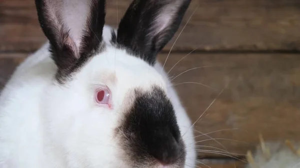 Vacker Stor Vit Kanin Med Röda Ögon Närbild Kaninfarmen Video — Stockfoto