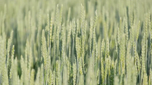 Épillets Jeune Blé Vert Les Épillets Agriculture Mûrissent Champ Blé — Photo