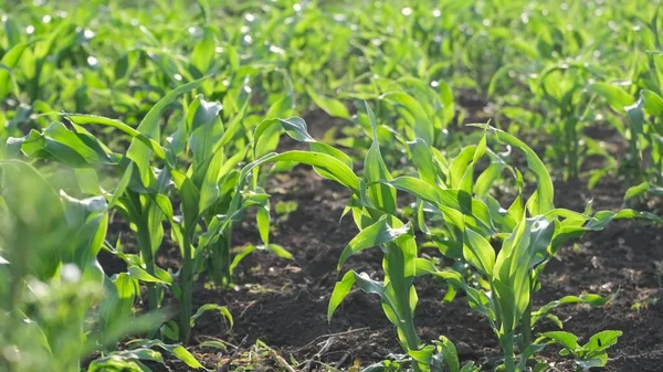 Tarladaki genç mısır tarlası. Yeşil taze mısır. Tarım kavramı. Bereketli topraklarda yem yetiştiriyorlar. Mısır Çiftliği